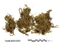 藏品(尖葉松蘿苔)的圖片